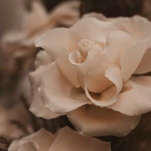 Meet your Posher, Merry